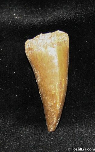 Inch Mosasaurus Tooth #1109